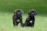 CANE CORSO 1164